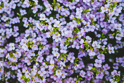 Small purple flowers