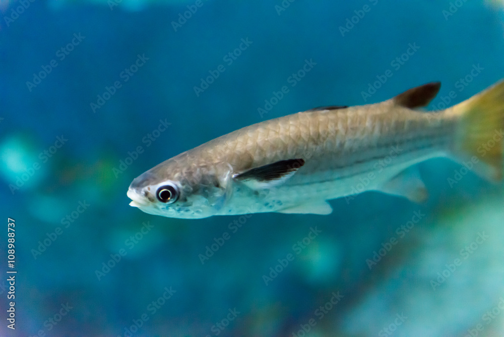 Fisch