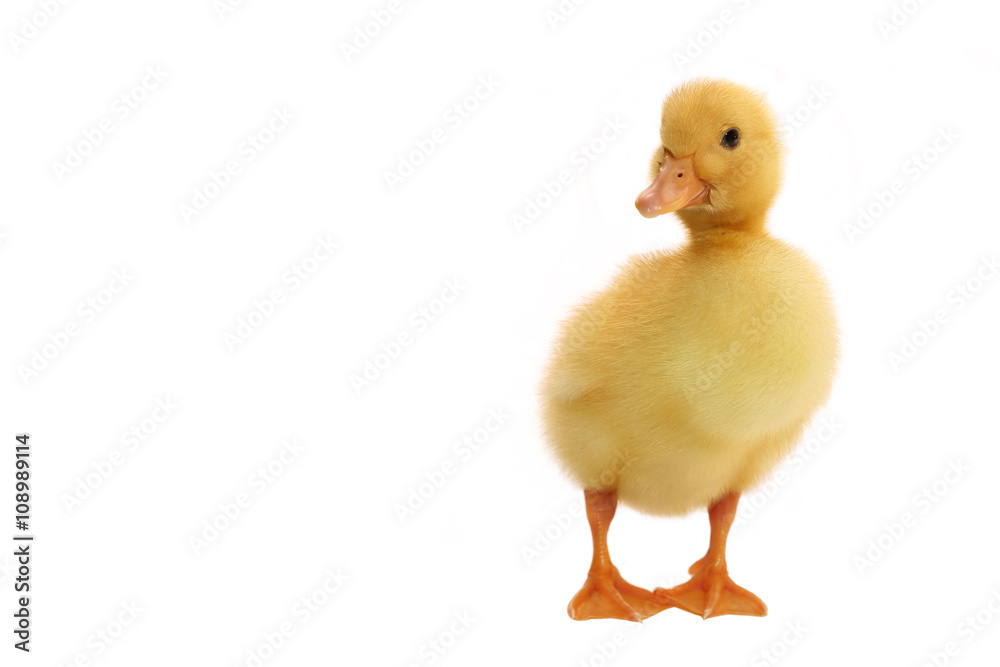 Duckling three days from birth Duckling three days from birth