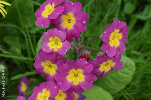 
Purple and yellow pansies