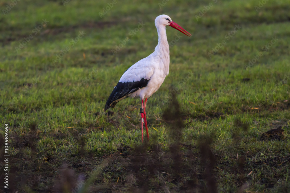 Weißstorch (Ciconia ciconia)