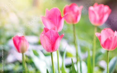 Pink tulips at spring time