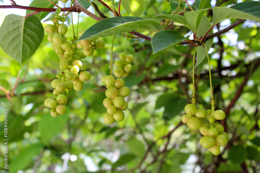 branches of schisandra with green not ripe berries branches of schisandra with green not ripe berries