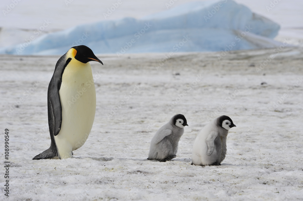 Fototapeta premium Emperor Penguins with chick