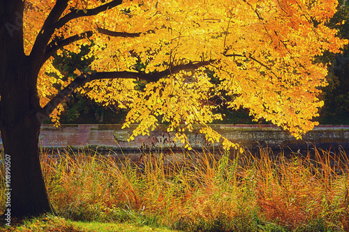 The enchanting beauty of autumn park.