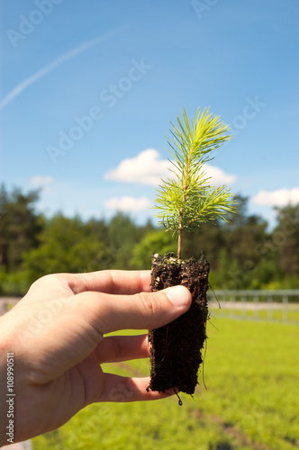 spruce seedling