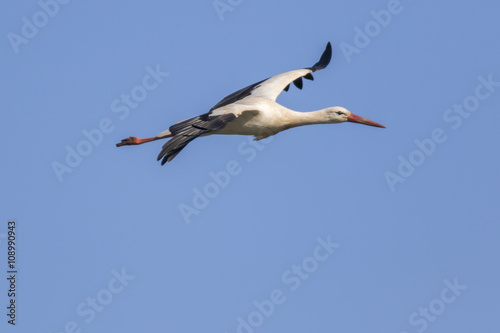 Weißstorch (Ciconia ciconia)