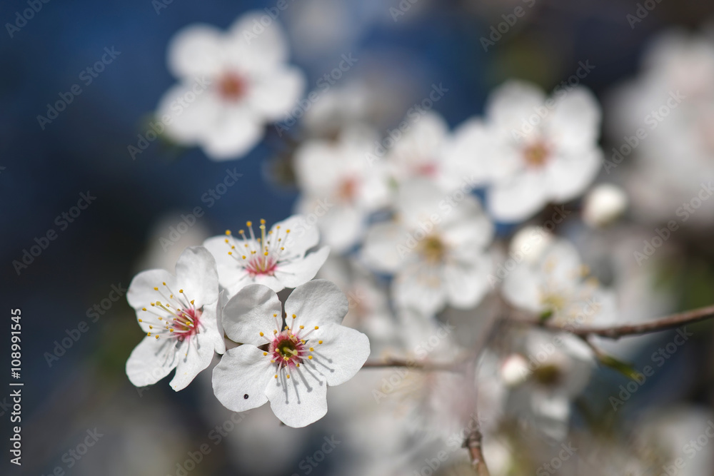 spring spring