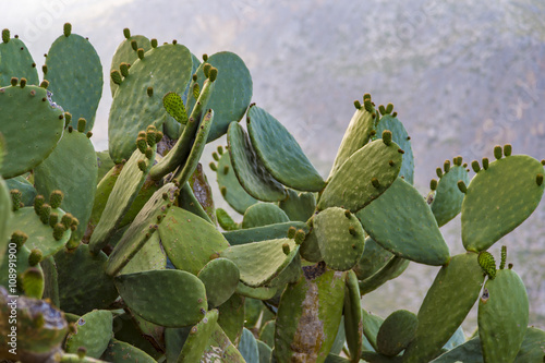 Fruiting nopal (prickly pear) cactus near Trapani, Sicily in Italy