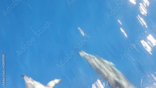 Dolphins swimming in waves