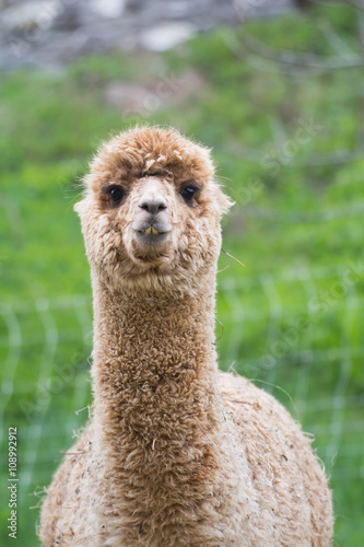 alpaca photo