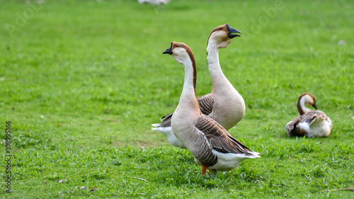 Domestic Chinese geese.   Earth tone Colourful big birds on a hobby farm in Ontario, Canada.  Long necked, domesticated Chinese geese in their habitat of ponds and meadows.