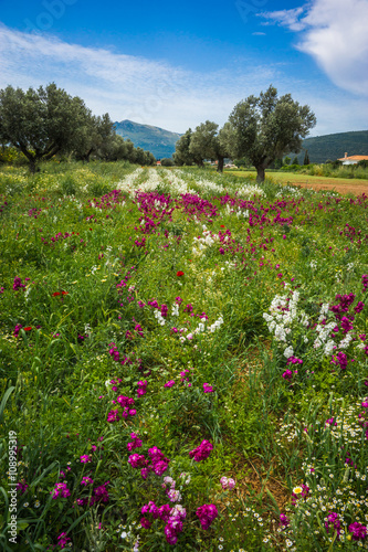 Field of colorful spring flowers in Schinias, Greece photo