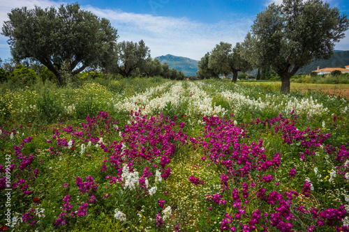Field of colorful spring flowers in Schinias, Greece photo