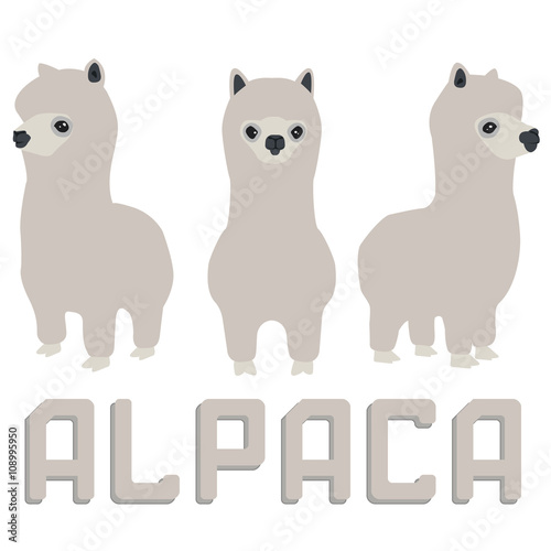 Three grey fluffy alpacas