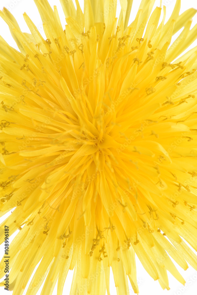 Macro of dandelion flower isolated on white background Macro of dandelion flower isolated on white background