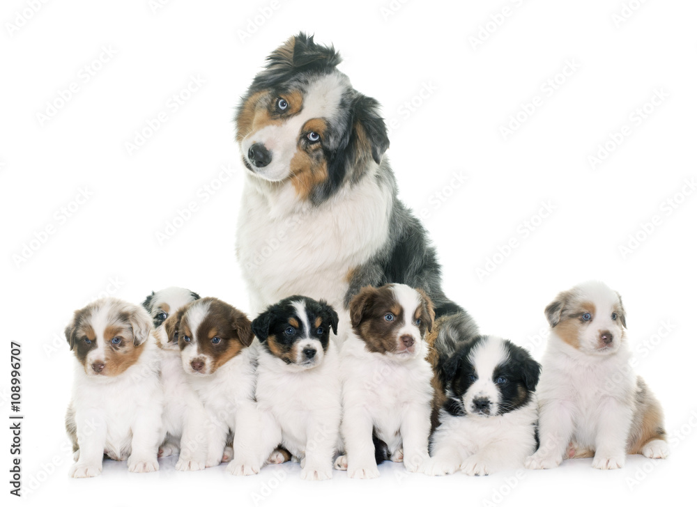 Fototapeta premium adult and puppies australian shepherd