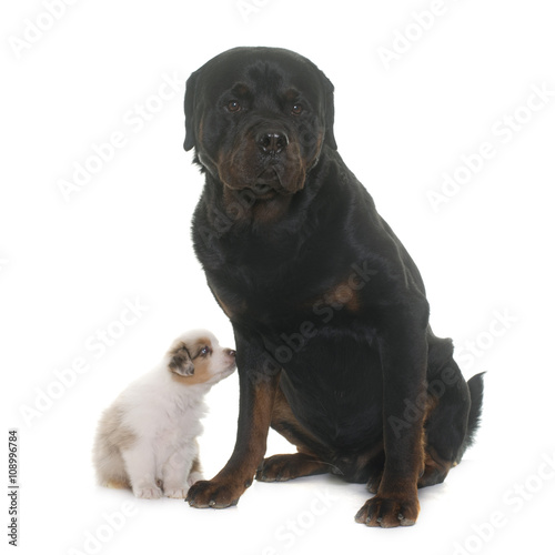 puppy australian shepherd and rottweiler