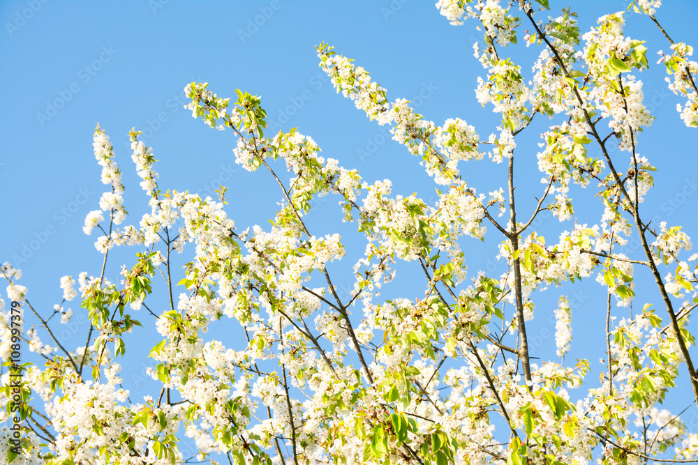 florecido cerezo de primavera florecido cerezo de primavera