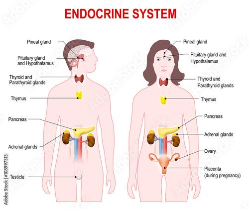 endocrine system photo