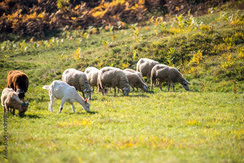 Sheep grazing