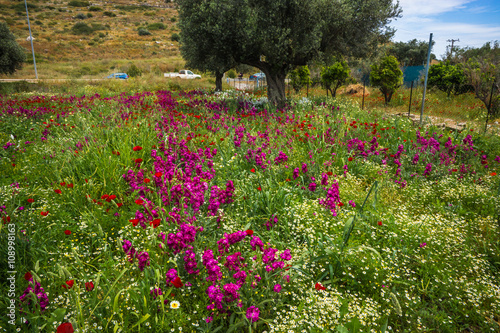 Field of colorful spring flowers in Schinias, Greece photo