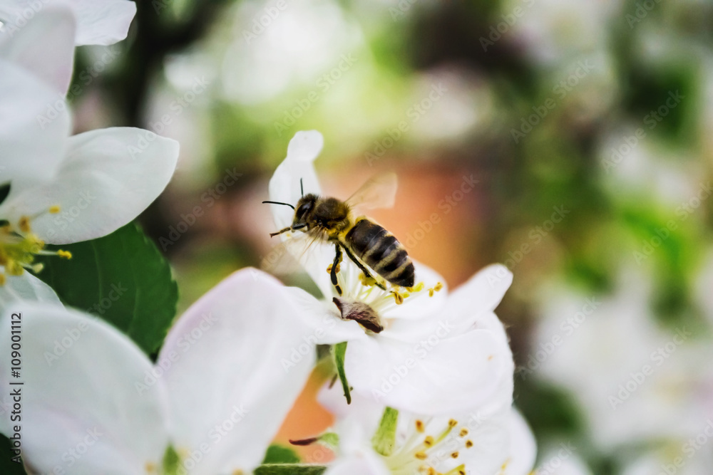 Spring bee sitting on a branch with flowers Spring bee sitting on a branch with flowers