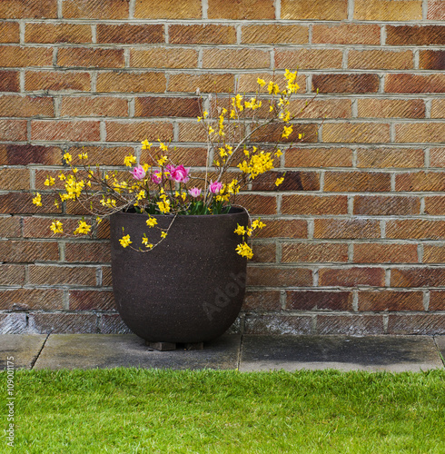 Brighten up a dull brick wall with plants - gardening design. photo