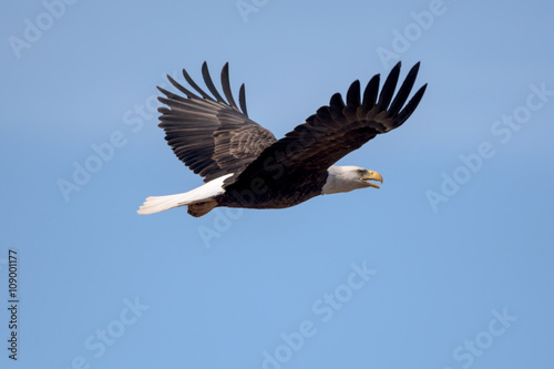 An American Bald Eagle flying around on a beautiful day.