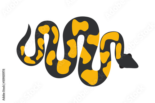 Gold python reticulated albino boa constrictor wildlife nature snake vector illustration.