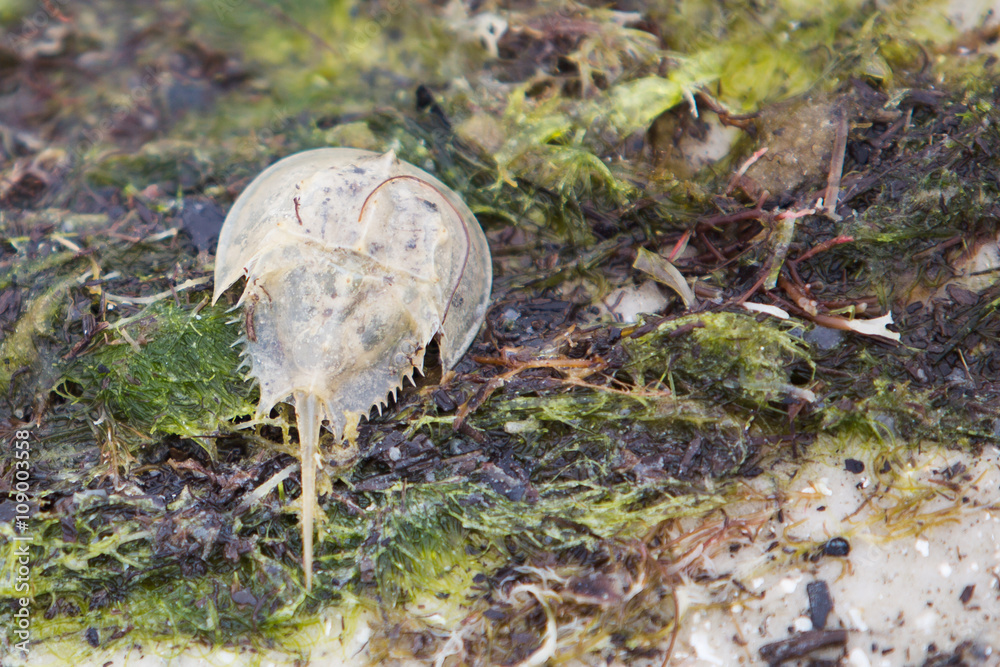 Obraz premium Horseshoe Crab