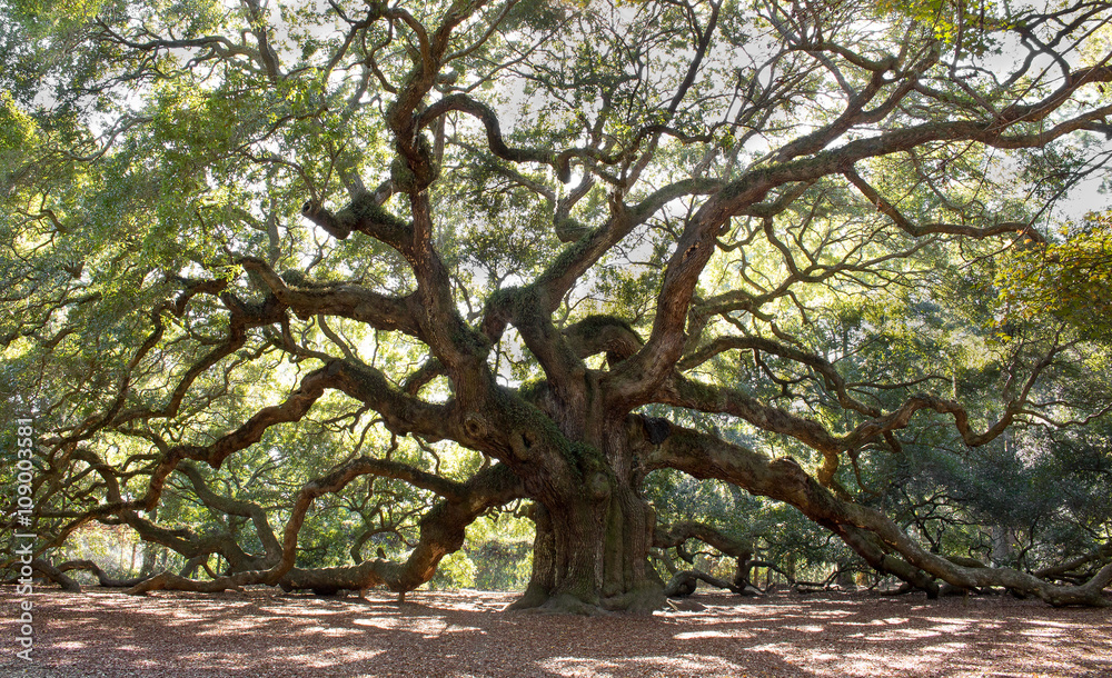 Fototapeta premium Angle Oak Tree – Majestic live oak angle tree in Charleston South Carolina