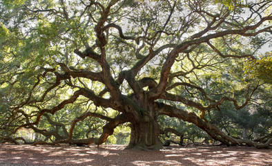 Fototapete Bäume Mächtige Lebenseiche in South Carolina  © dcorneli