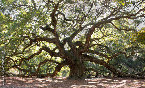 Angle Oak Tree – Majestic live oak angle tree in Charleston South Carolina