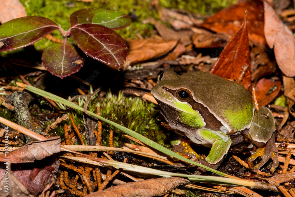 Naklejka premium Pine Barrens Tree Frog