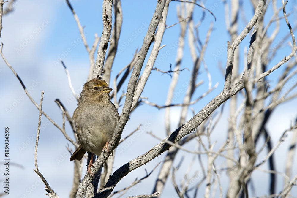 Golden Crowned Sparrow in a leaf bare tree with blue sky and clo Golden Crowned Sparrow in a leaf bare tree with blue sky and clo