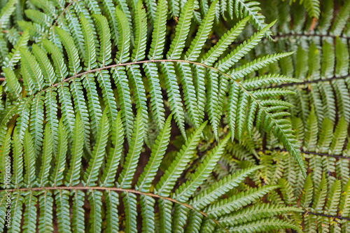 closeup of silver fern leaves