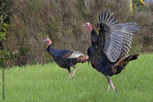 Young wild Tom Turkeys walking in a grassy field, flapping wings
