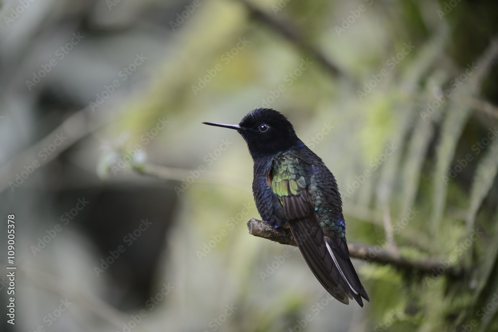 Fototapeta premium The hummingbird sitting on the tree.