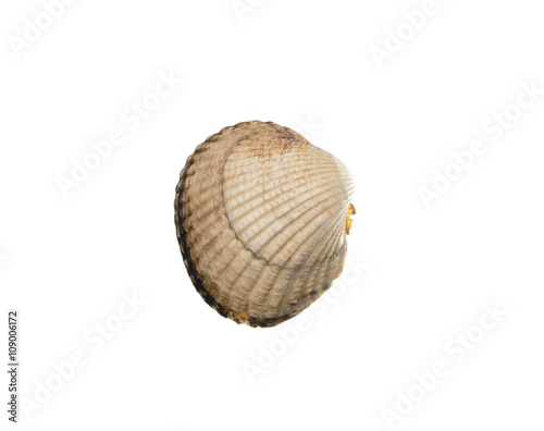 Close up scallop shell isolated over white background