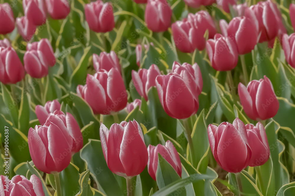 美しいチューリップの花