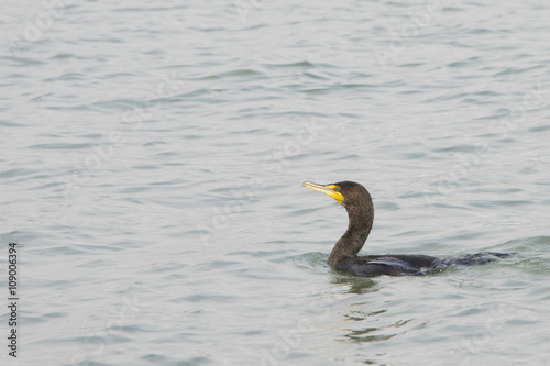 Double-crested Cormorant is a prehistoric-looking, matte-black fishing bird with yellow-orange facial skin Seen here in San Francisco Bay, Northern California