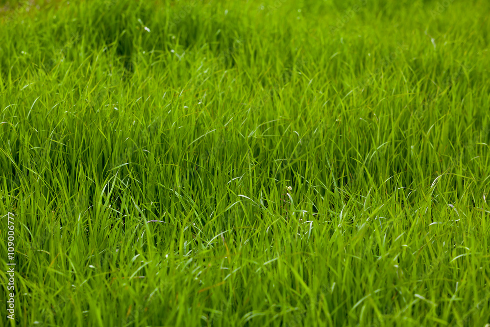 Background of a green grass. Green grass texture Background of a green grass. Green grass texture