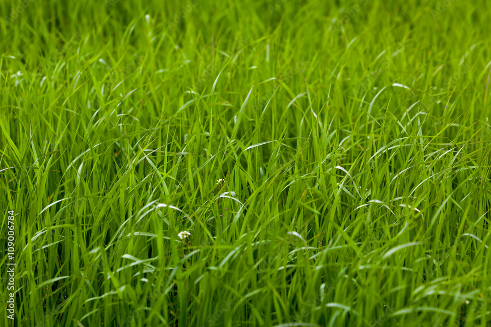 Background of a green grass. Green grass texture Background of a green grass. Green grass texture
