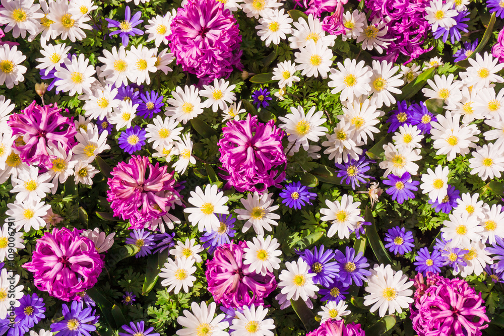 background of flowers. Beautiful flowers background of flowers. Beautiful flowers