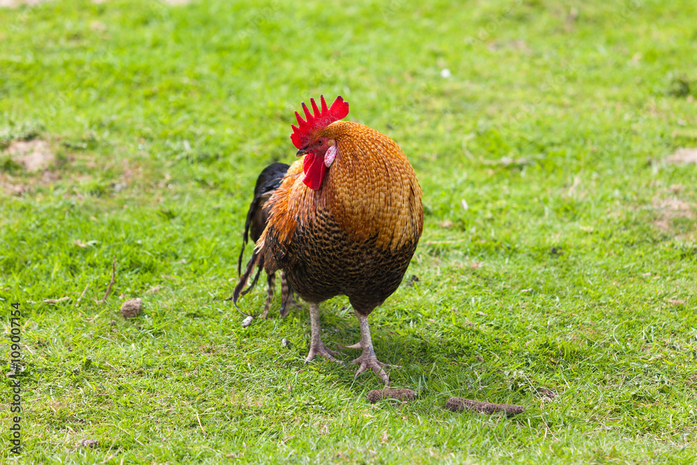 Fototapeta premium Rooster