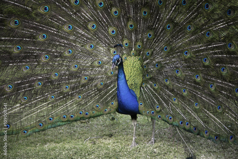 Obraz premium Peacock