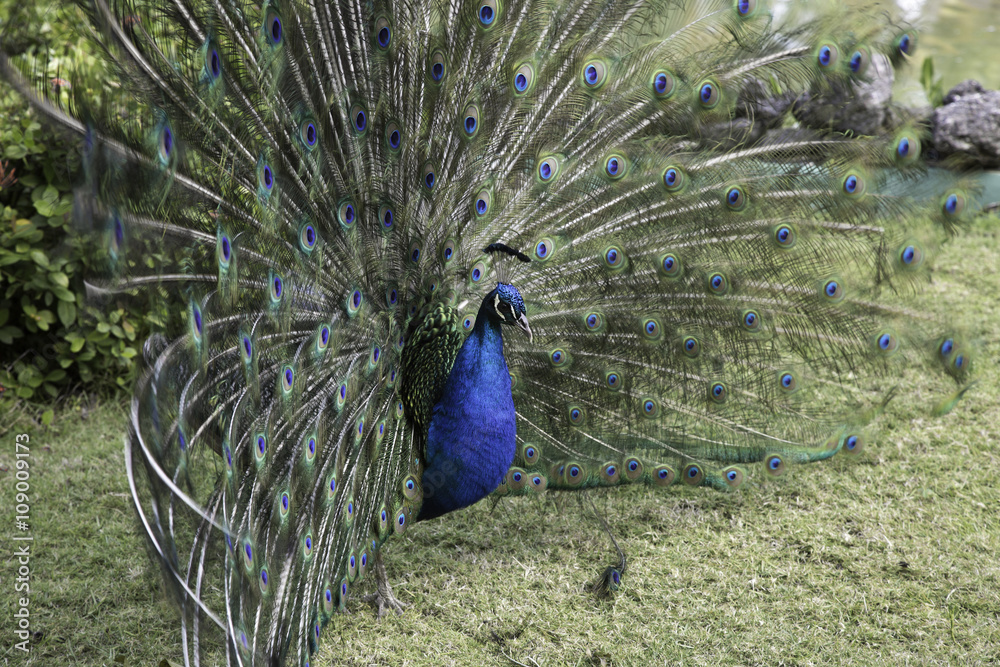 Obraz premium Peacock