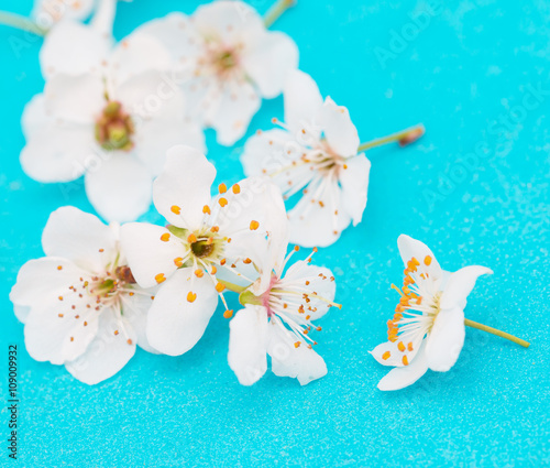 plum flowers on a branch on a blue background