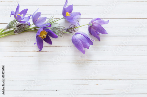 Pasque flowers on white wooden background